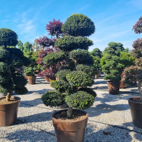 Ilex crenata 'KINME'