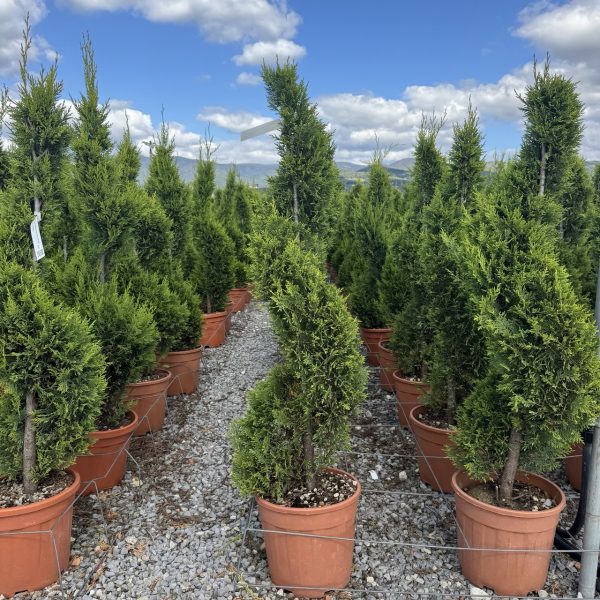 Cupressocyparis leylandii 'Castlew. Gold ' (Leylandova cipresa - SPIRAL)