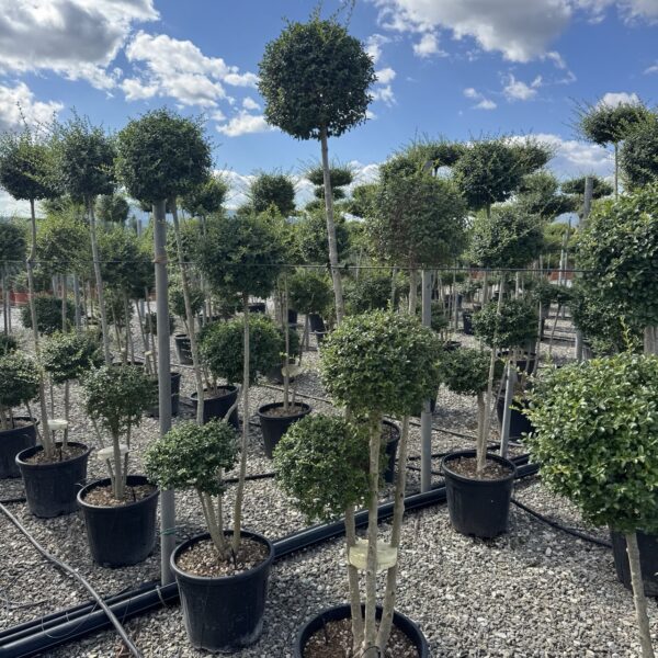 Ligustrum delavayanum