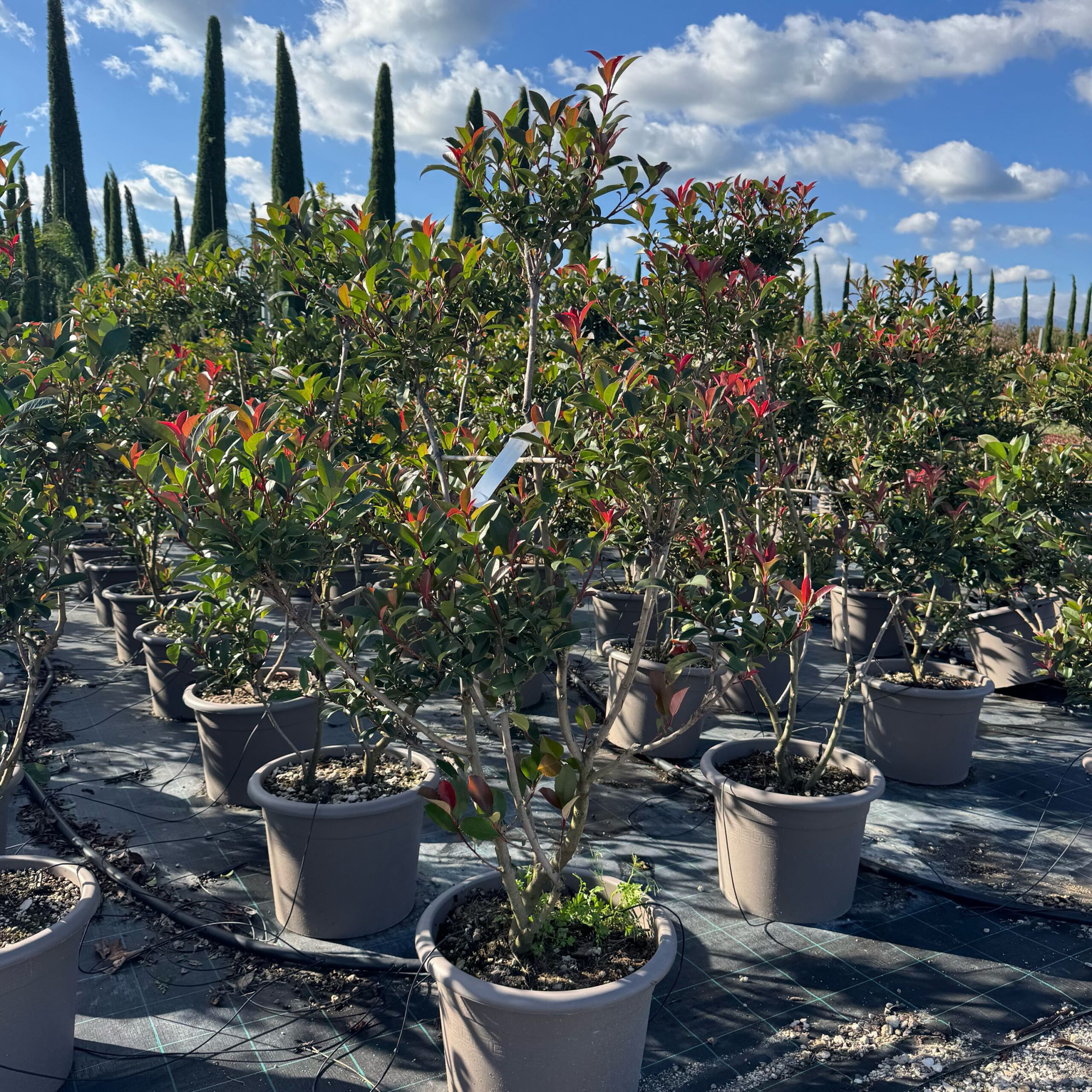 Photinia × FRASERI 'CARRE' ROUGE' Photinia × FRASERI ''CARRE' ROUGE' - slika 1