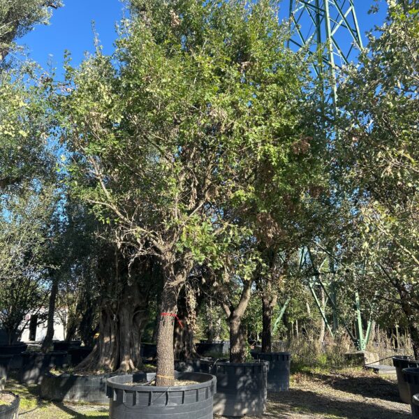 Quercus pubescens