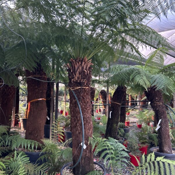 Dicksonia antarctica