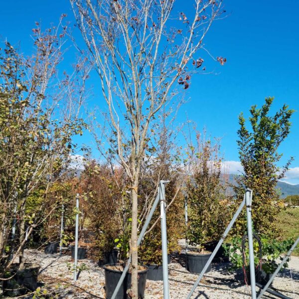 Chionanthus retusus