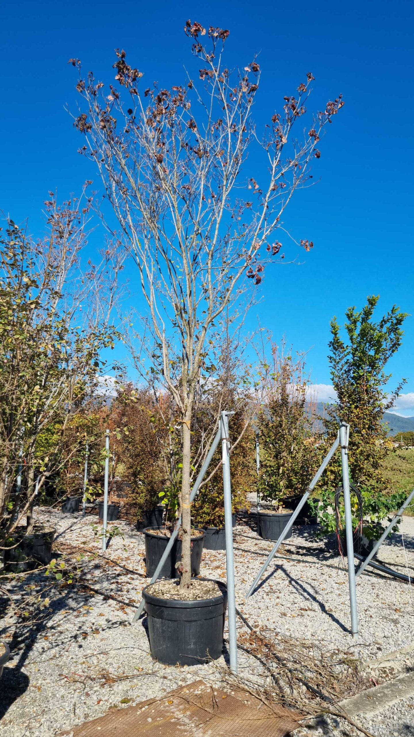Chionanthus retusus Chionanthus retusus - slika 1