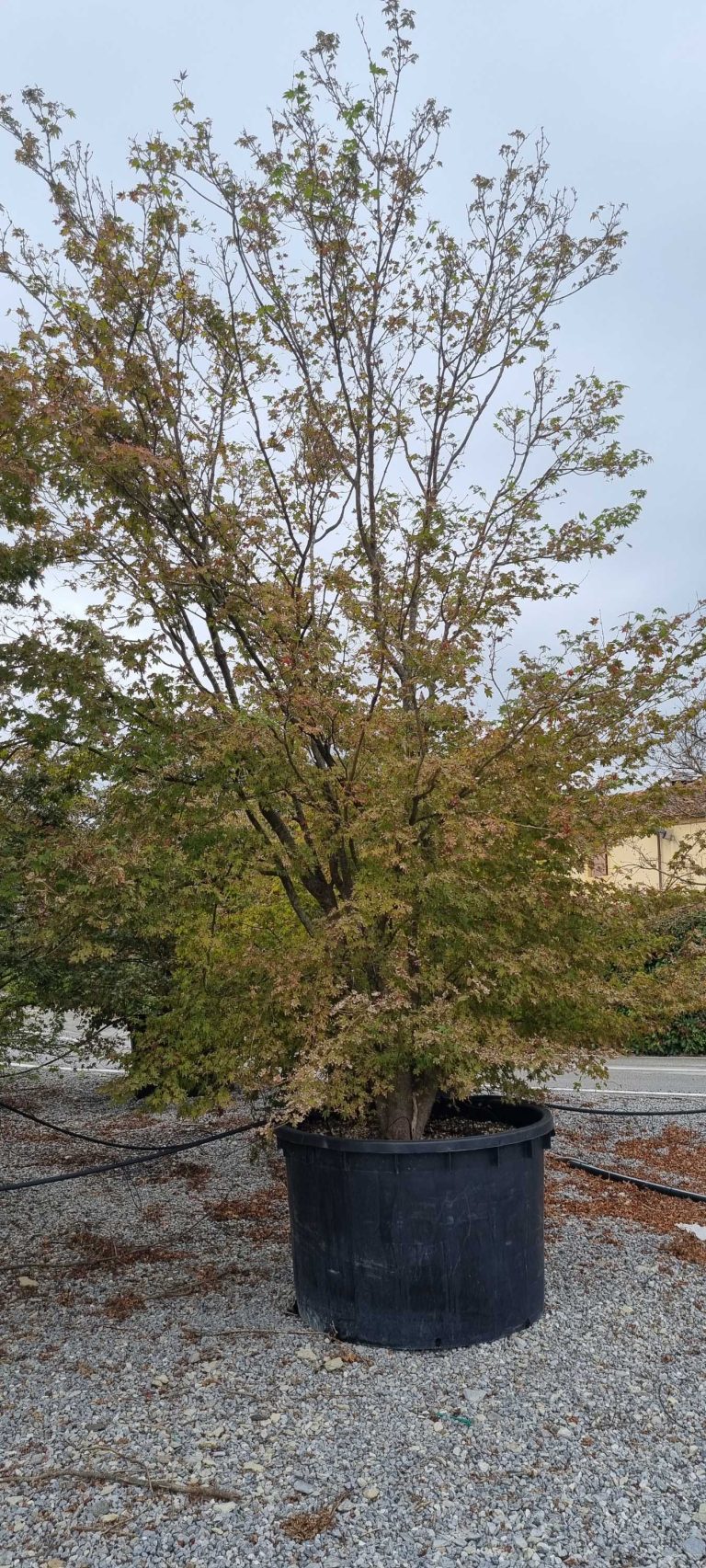 Acer palmatum (Pahljačasti javor)