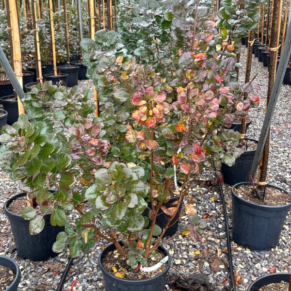 Cotinus coggygria 'FLAMISSIMO'