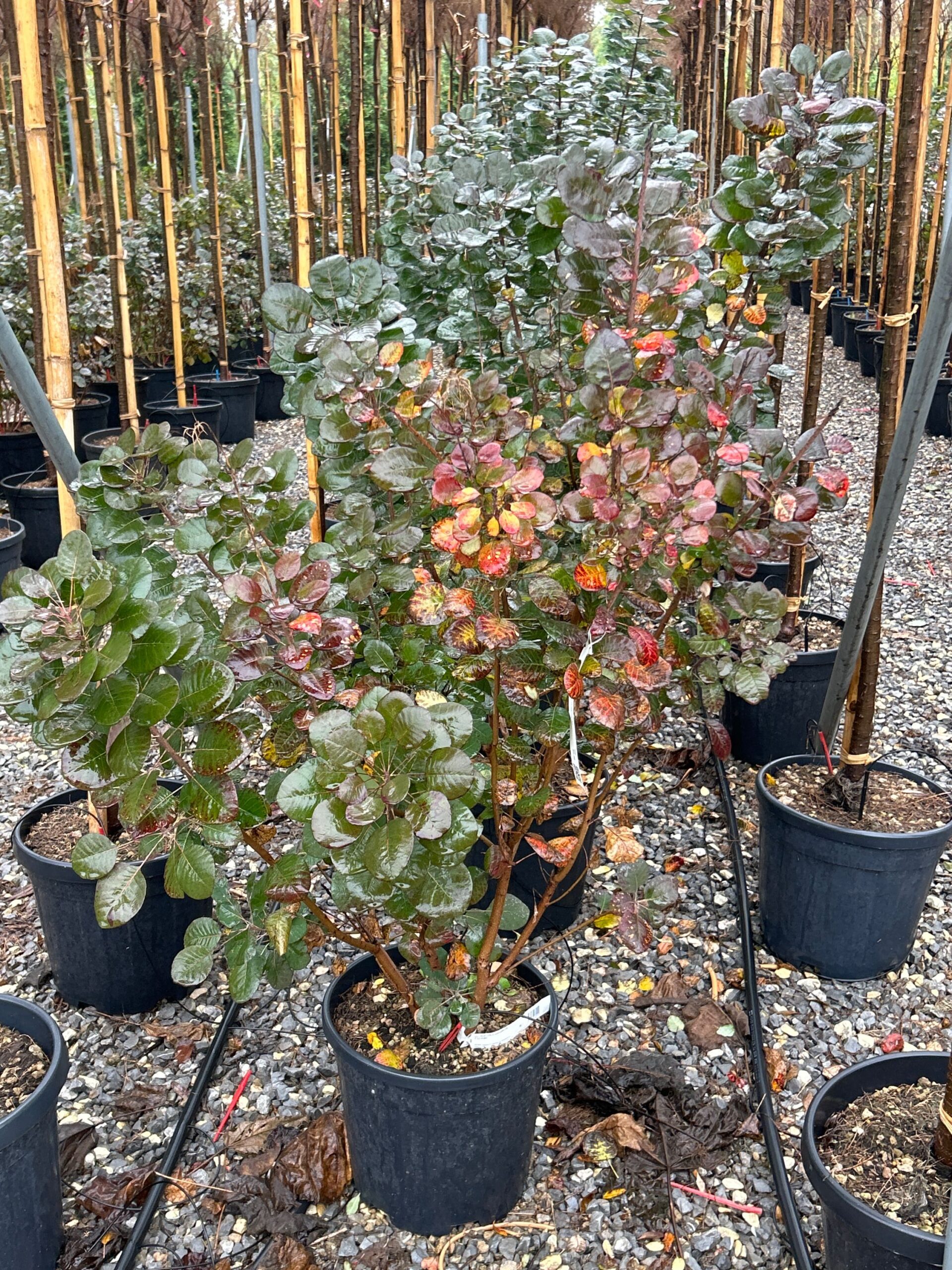 Cotinus coggygria 'FLAMISSIMO' Cotinus coggygria 'FLAMISSIMO' - slika 1