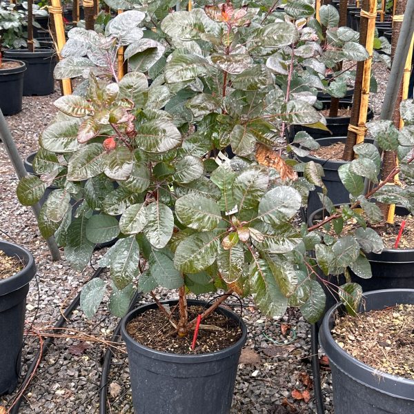 Cotinus 'Grace' (Smokovec)