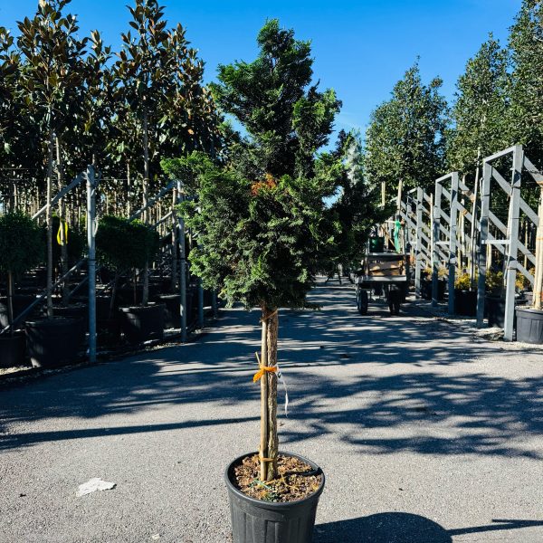 Chamaecyparis obtusa 'Nana Gracilis' (Školjkasta pacipresa)