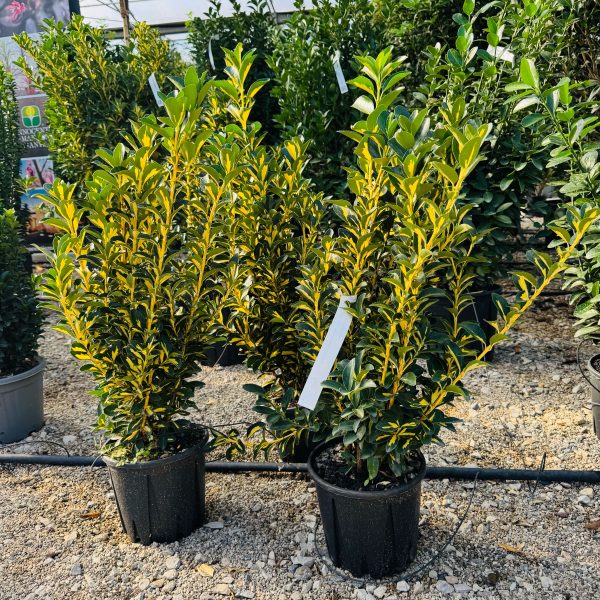 Euonymus japonicus 'Aurea' (Japonska trdoleska)
