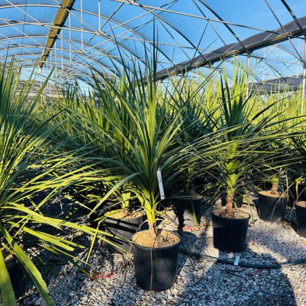 Cordyline australis – novozelandska kordilina