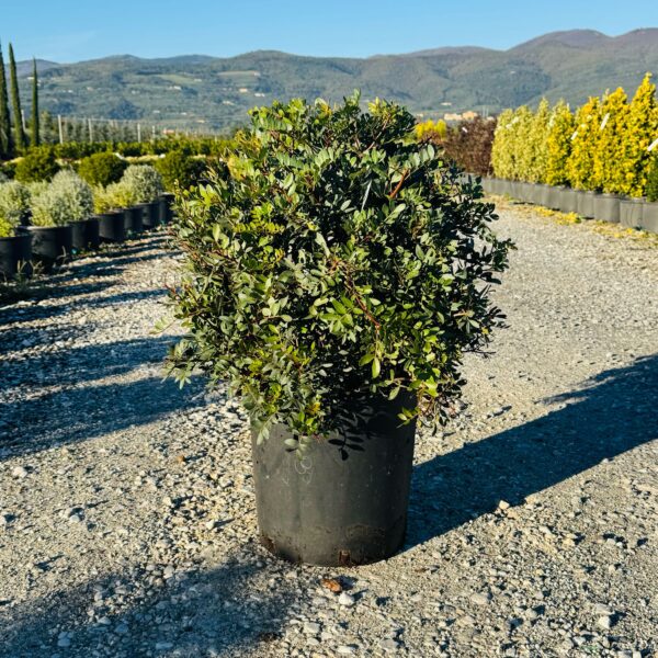 Pistacia lentiscus