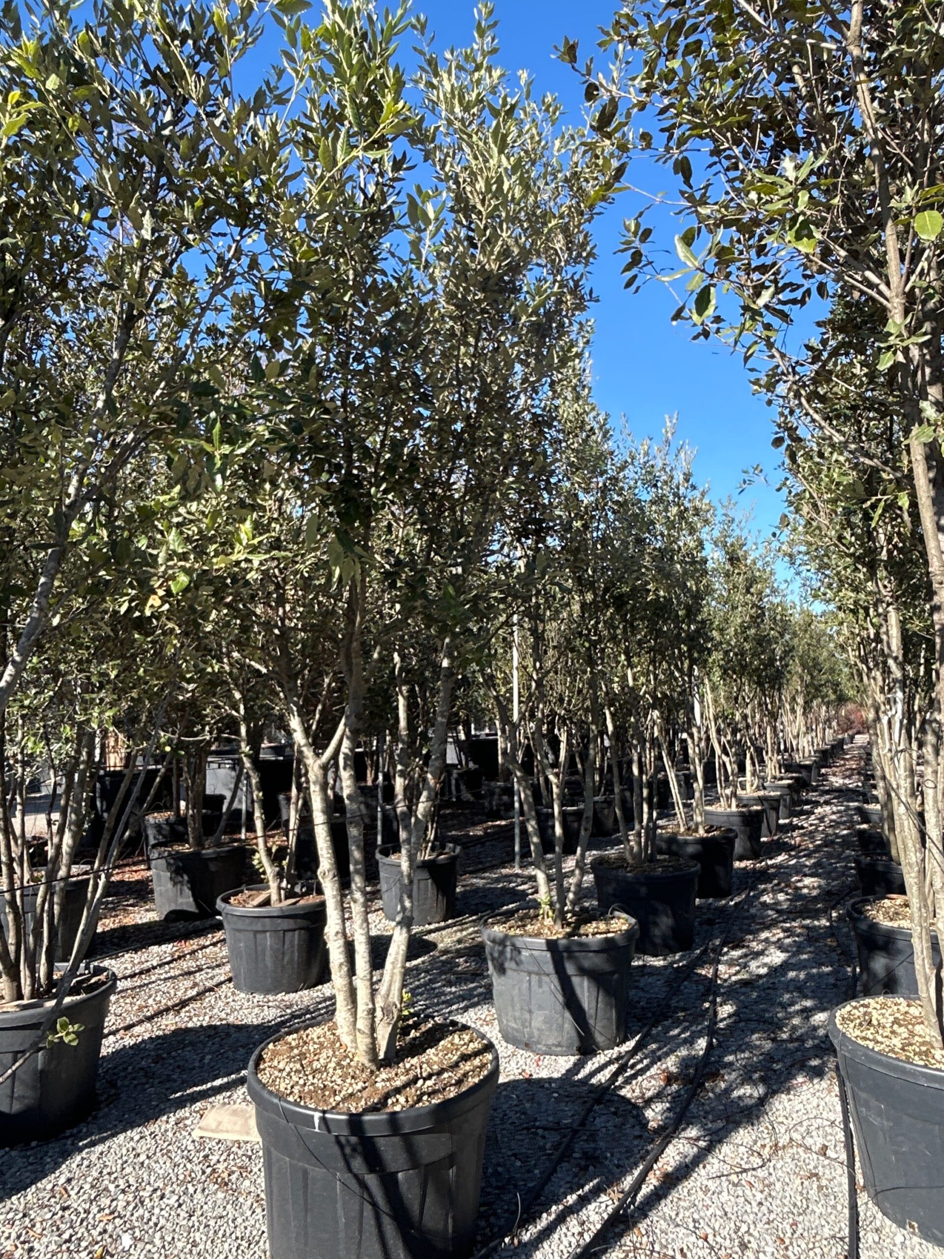 Quercus ilex Quercus ilex - slika 1