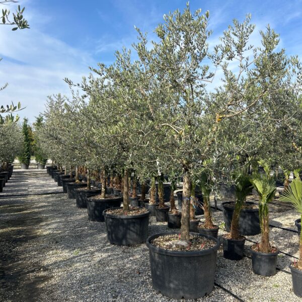 Olea europaea 'FORMA TOSCANA'