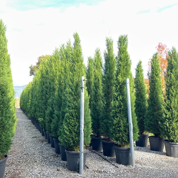 Cupressocyparis leylandii 2001 (Lejlandova cipresa)