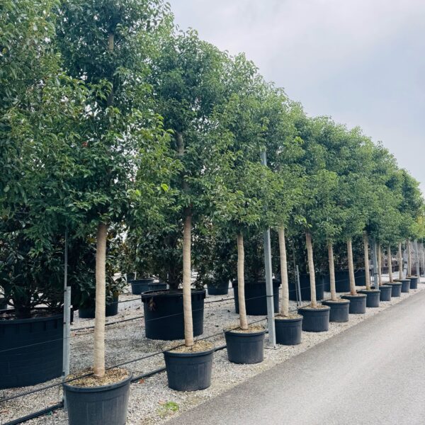 Cinnamomum camphora (Kamforovec)