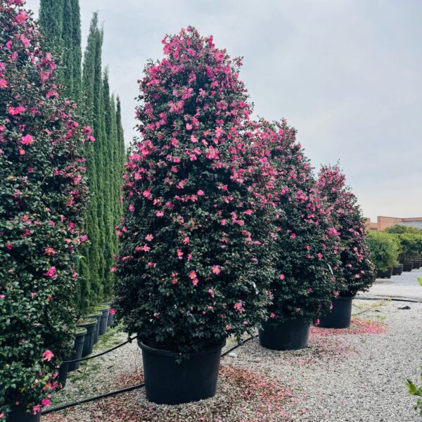 Camellia sasanqua 'Cleopatra' (Kamelija)