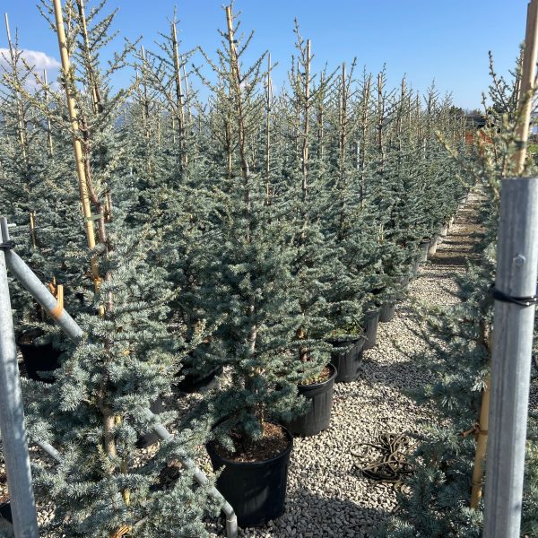 Cedrus atlantica 'Glauca' (Atlaška cedra)