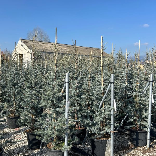 Cedrus atlantica 'Glauca' (Atlaška cedra)