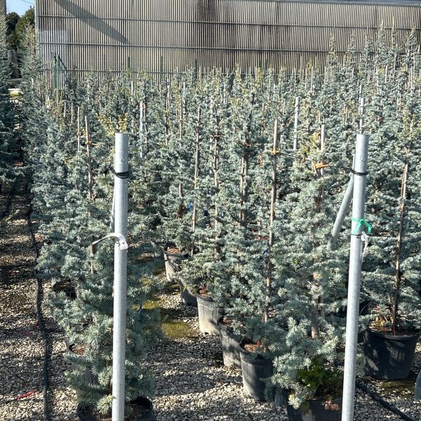 Cedrus atlantica 'Glauca' (Atlaška cedra)