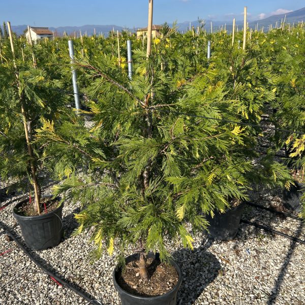 Calocedrus decurrens 'Aureovariegata' (Kalocedrus)