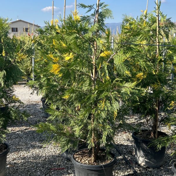Calocedrus decurrens 'Aureovariegata' (Kalocedrus)