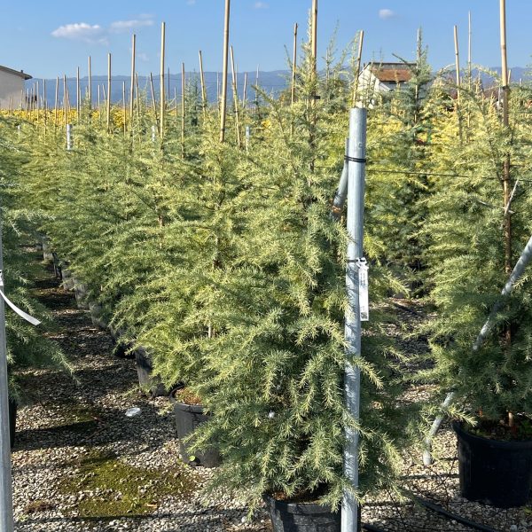 Cedrus deodara (Himalajska cedra)