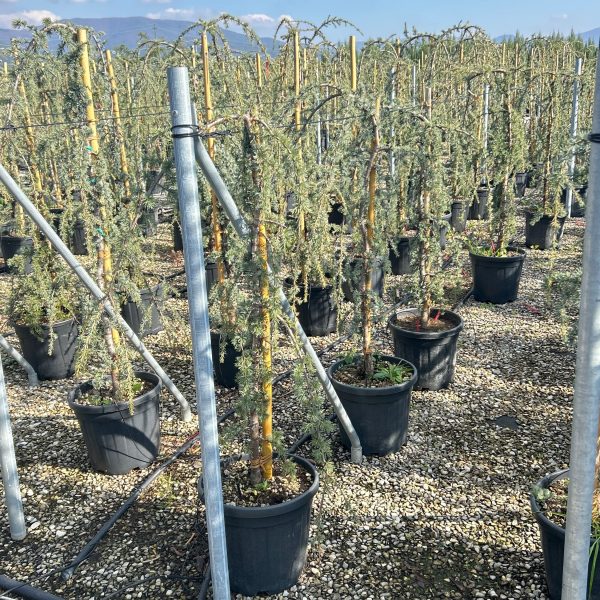 Cedrus atlantica 'Glauca Pendula' (Povešava atlaška cedra)