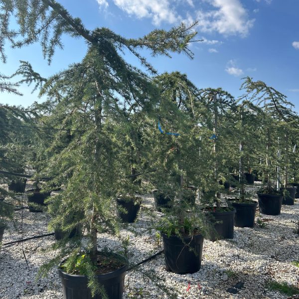 Cedrus deodara 'Pendula' (Povešava himalajska cedra)