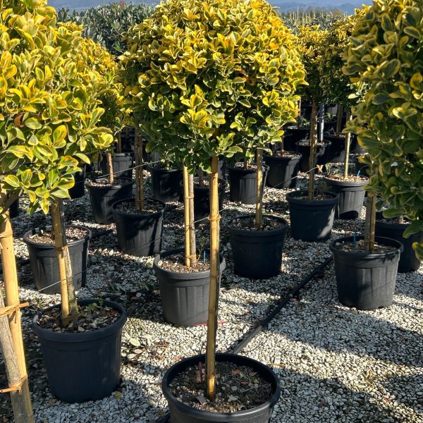 Euonymus japonicus 'Elegantissimus aureus'  (Japonska trdoleska na steblu)