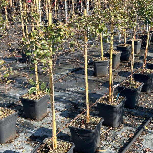 Lagerstroemia indica 'MIMIE FUCHSIA'