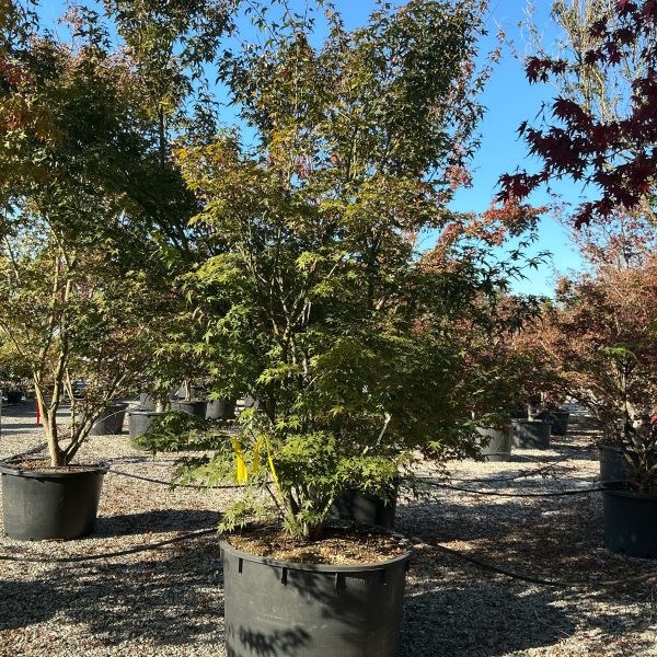 Acer palmatum (Pahljačasti javor)