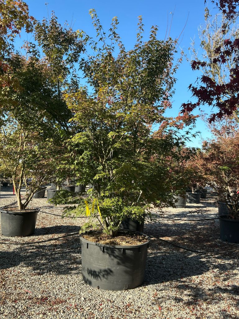Acer palmatum (Pahljačasti javor)