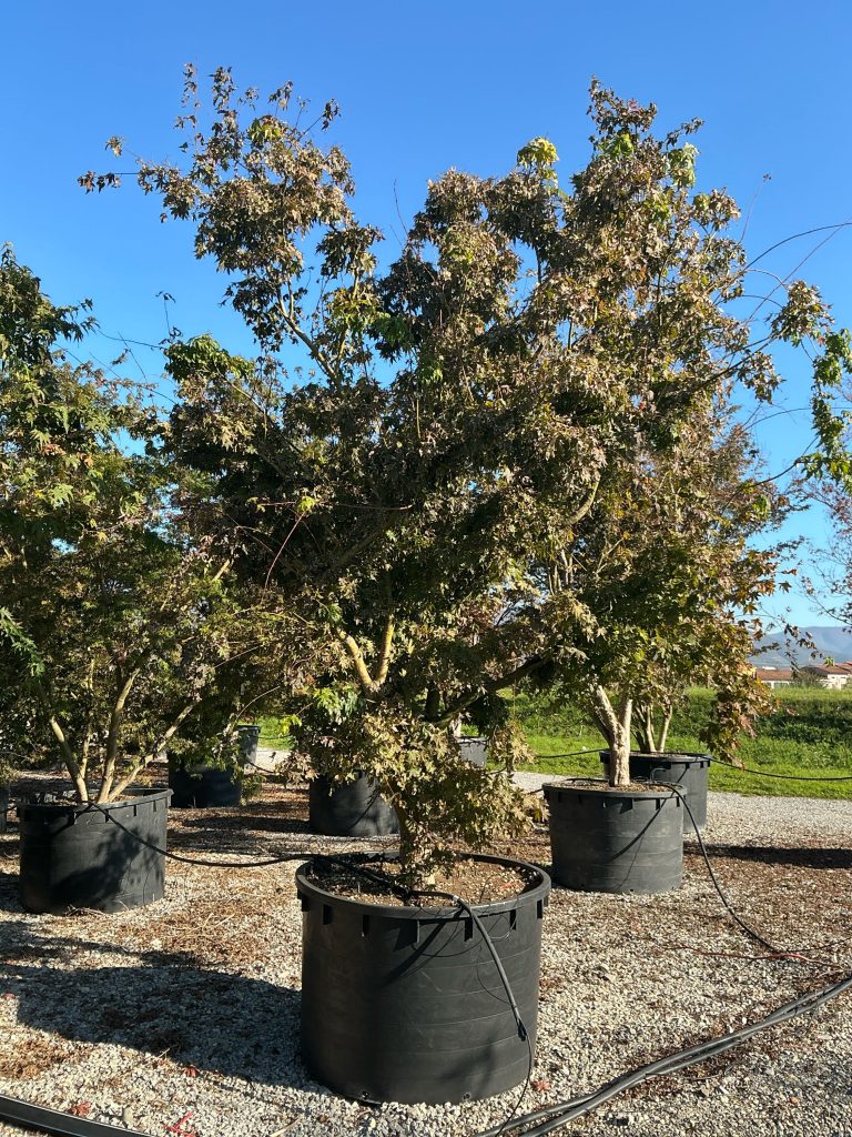 Acer palmatum (Pahljačasti javor)