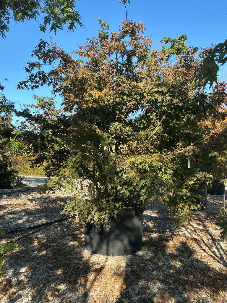 Acer palmatum (Pahljačasti javor)