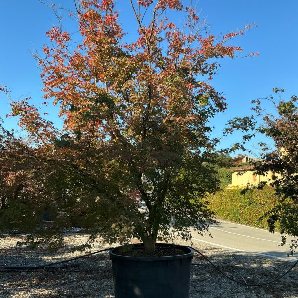 Acer palmatum (Pahljačasti javor)