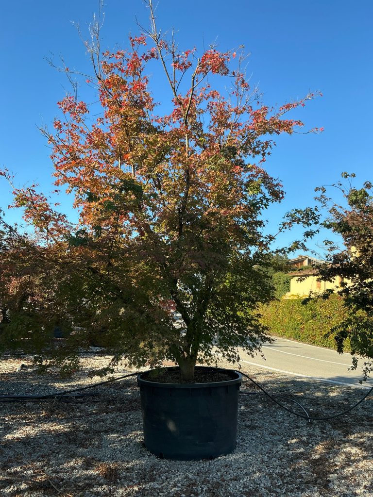 Acer palmatum (Pahljačasti javor)