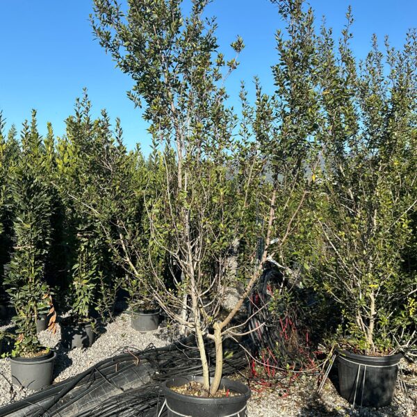 Rhamnus alaternus