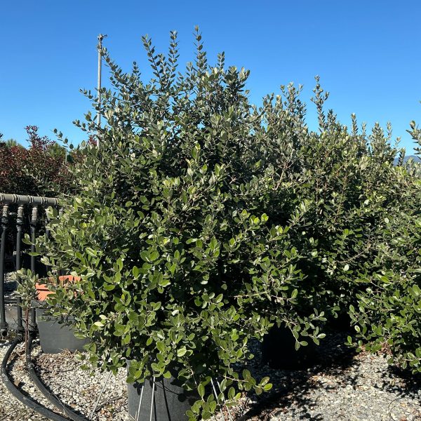 Feijoa sellowiana (Ananasova guava)