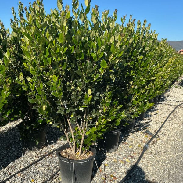 Ligustrum texanum 'FASTIGIATA'