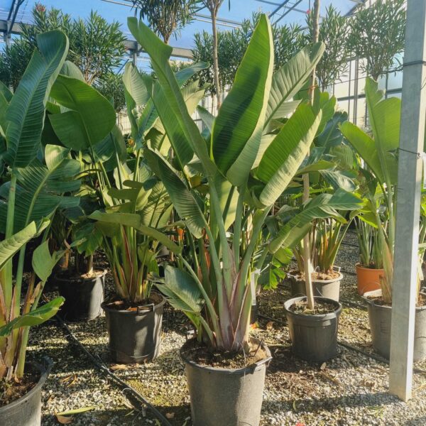 Strelitzia augusta