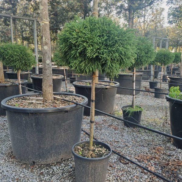 Cryptomeria japonica 'Little Champion' (Kriptomerija na steblu)