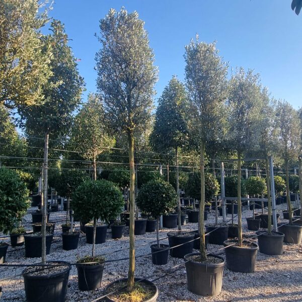 Olea europaea 'CIPRESSINO'