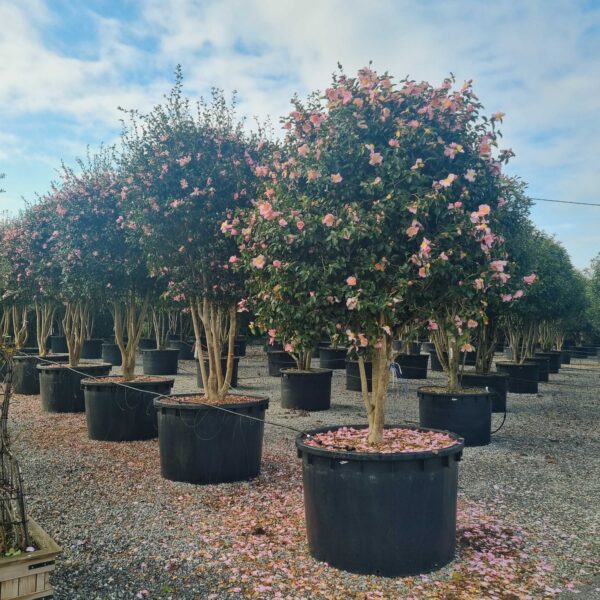 Camellia sasanqua 'PLANTATION PINK-ROSA'