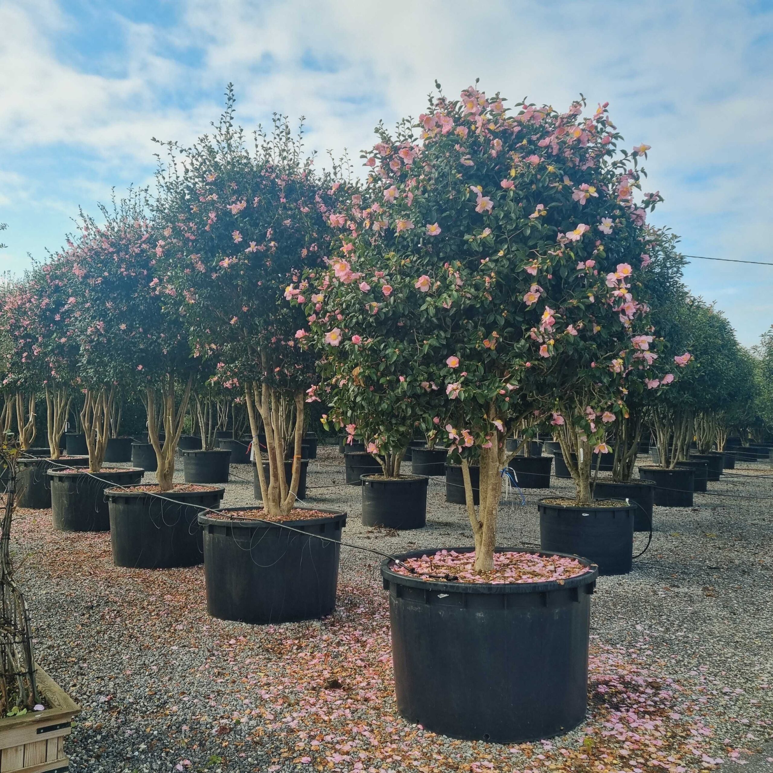Camellia sasanqua 'PLANTATION PINK-ROSA' Camellia sasanqua 'PLANTATION PINK-ROSA' - slika 1