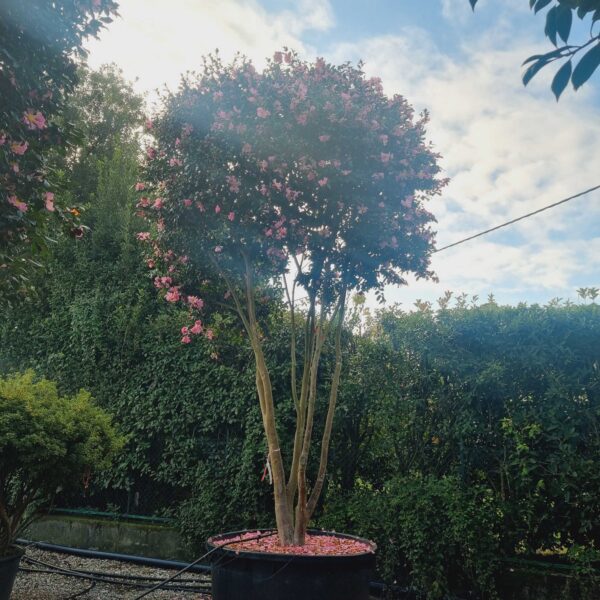 Camellia sasanqua 'CLEOPATRA-ROSA'