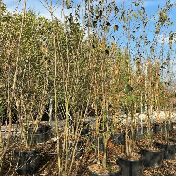 Celtis australis