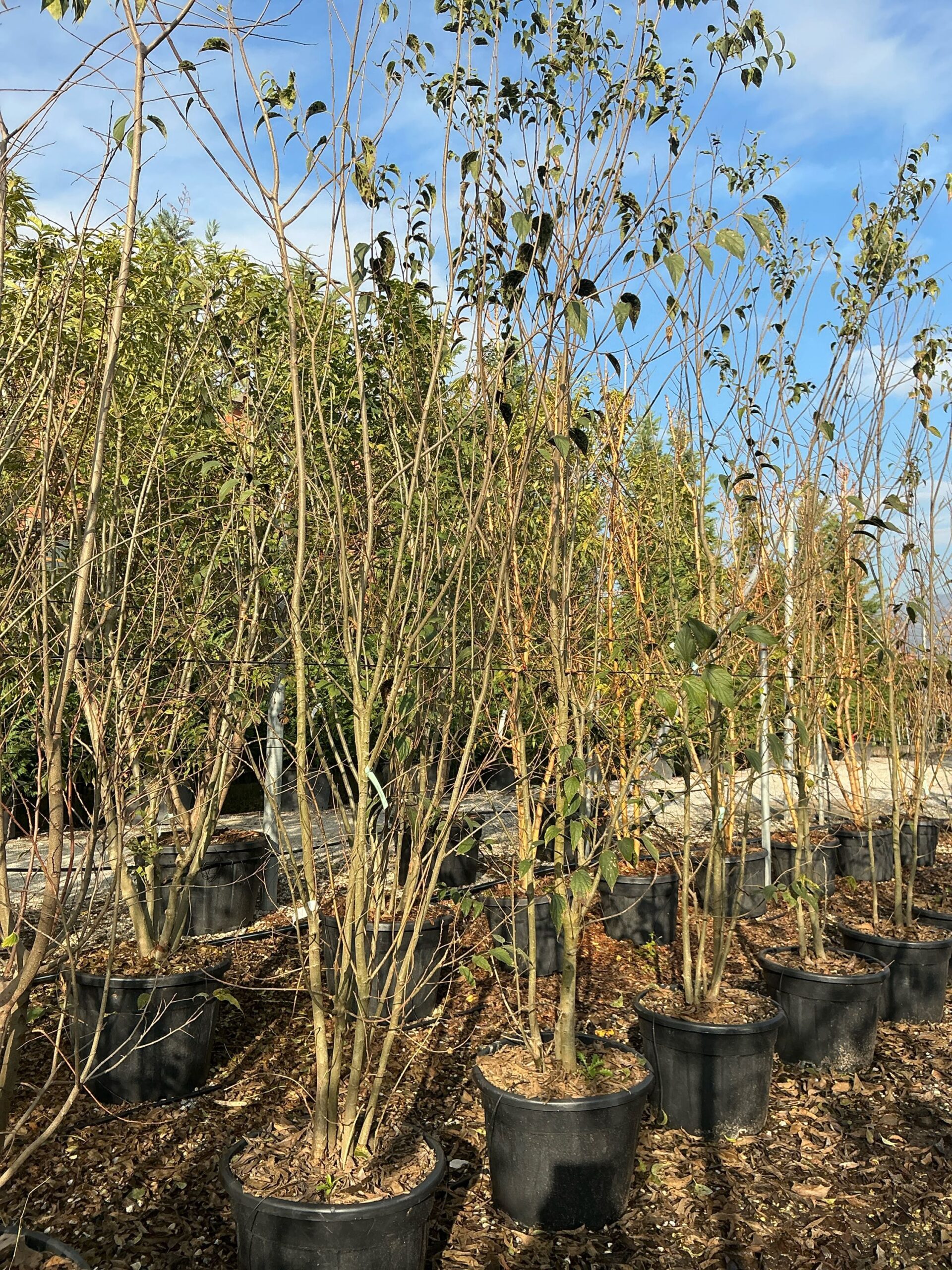 Celtis australis Celtis australis - slika 1