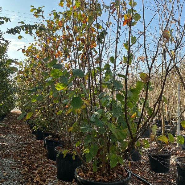 Corylus avellana (Navadna leska)