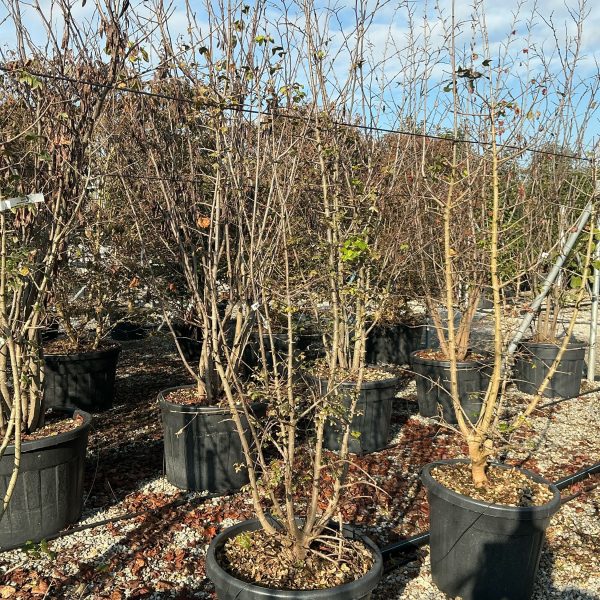 Acer monspessulanum (Trokrpi javor)